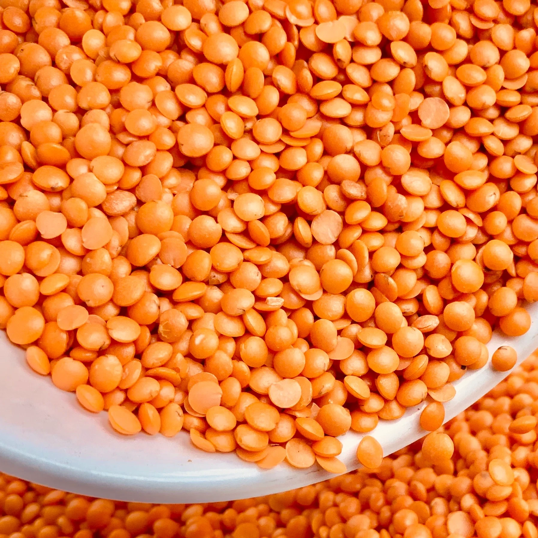 Red Lentils (masoor)